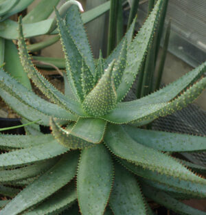 Cacti And Succulents Strictly Medicinal Seeds