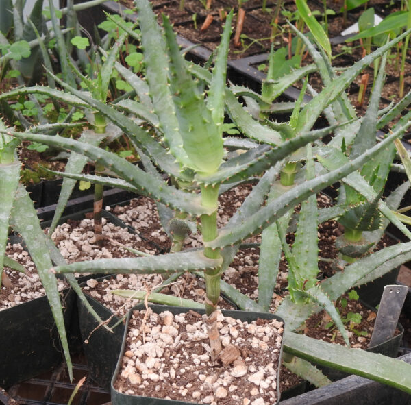 Aloe africana (African Aloe) plant, organic