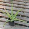 Aloe arborescens (Aloe arborescens) Potted Plant, quart size, organic
