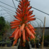 Aloe arborescens (Aloe arborescens) Potted Plant, quart size, organic - Image 2
