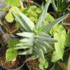 Aloe dichotoma (Quiver Tree) plant, organic - Image 2