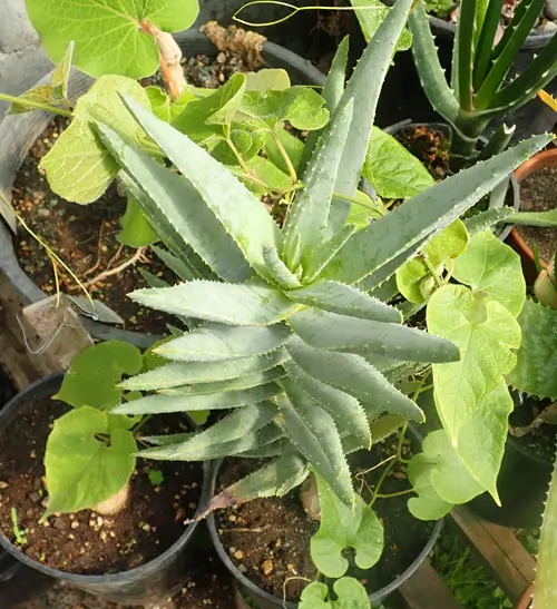 Aloe dichotoma (Quiver Tree) plant, organic - Image 2