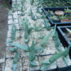 Aloe ferox (Cape Aloe), packet of 30 seeds - Image 2