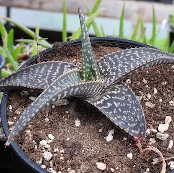 Aloe macrocarpa (Zebra Aloe) plant, quart size, organic - Image 3