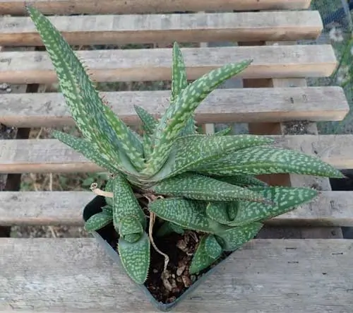 Aloe macrocarpa (Zebra Aloe) plant, quart size, organic - Image 2