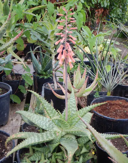 Aloe macrocarpa (Zebra Aloe) plant, quart size, organic