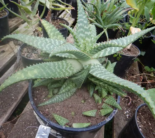 Aloe macrocarpa (Zebra Aloe) plant, quart size, organic - Image 5