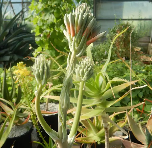Aloe maculata (Soap Aloe, Zebra Aloe) plant, quart size, organic - Image 4