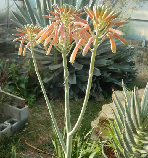 Aloe maculata (Soap Aloe, Zebra Aloe) plant, quart size, organic - Image 3