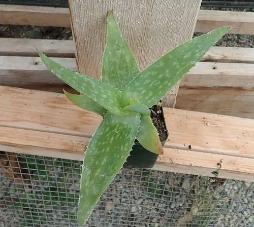 Aloe maculata (Soap Aloe, Zebra Aloe) plant, quart size, organic - Image 2