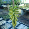 Aloe vera plant, yellow flowered, quart size, organic - Image 2