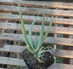 Aloe globuligemma (Globular Bud Aloe) plant, gallon size, organic