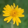 Arnica montana seeds, organic