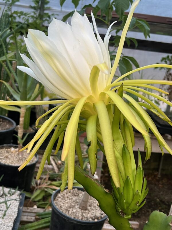 Dragon Fruit, red-fruited,  (Hylocereus undatus) plant in a 9 inch pot, organic
