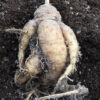 Cactus, Desert Queen-of-the-Night (Peniocereus greggii) potted plant, organic - Image 2