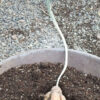 Cactus, Desert Queen-of-the-Night (Peniocereus greggii) potted plant, organic - Image 3
