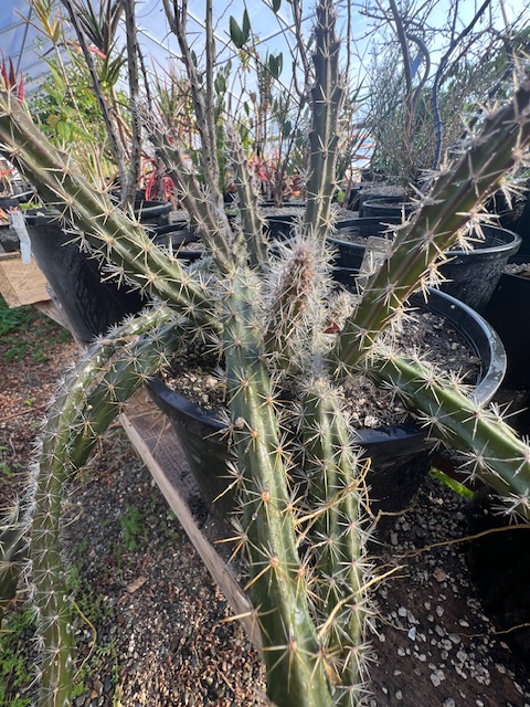 Cactus grandiflorus (Selenicereus grandiflorus) potted plant, organic - Strictly Medicinal Seeds