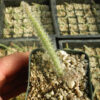 Cactus grandiflorus (Selenicereus grandiflorus) potted plant, organic