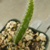 Cactus grandiflorus (Selenicereus grandiflorus) potted plant, organic - Image 3