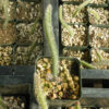 Cactus grandiflorus (Selenicereus grandiflorus) potted plant, organic - Image 2