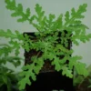 Chia, Golden (Salvia columbariae), packet of 50 seeds - Image 5