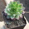 Hen and Chicks (Sempervivum tectorum) potted plant, organic