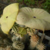 Hoodia (Hoodia gordonii), potted plant, organic - Image 4
