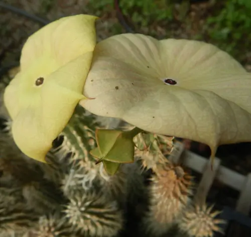 Hoodia (Hoodia gordonii), potted plant, organic - Image 4