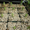 Hoodia (Hoodia gordonii), potted plant, organic - Image 5