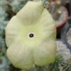 Hoodia (Hoodia gordonii), potted plant, organic - Image 2