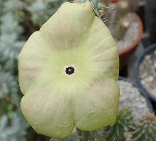 Hoodia (Hoodia gordonii), potted plant, organic - Image 2