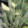 Hoodia (Hoodia gordonii), potted plant, organic - Image 3