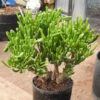 Jade Plant, Gumby (Crassula portulacea) plant, 1-gallon, organic - Image 2