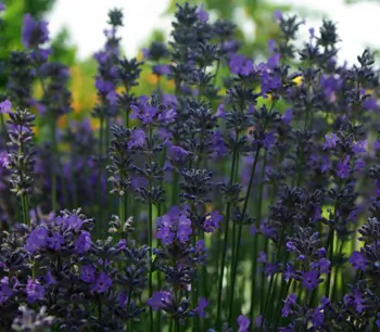 Lavender, Czech (Lavandula angustifolia krajova ) potted plant, organic - Image 2