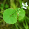 Lettuce, Miner's (Claytonia perfoliata), packet of 50 seeds - Image 3