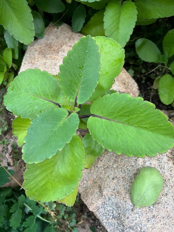 Life Plant, Mpovupovu Ziwa (Bryophyllum pinnatum) potted plant, organic - Image 3