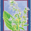 Lobelia, Official (Lobelia inflata) seeds, organic - Image 4