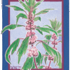 Motherwort, Official (Leonurus cardiaca) potted plant, organic - Image 4