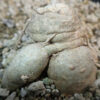 Cactus, Desert Queen-of-the-Night (Peniocereus greggii) potted plant, organic - Image 4