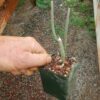 Cactus, Desert Queen-of-the-Night (Peniocereus greggii) potted plant, organic