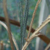 Cactus, Desert Queen-of-the-Night (Peniocereus greggii) potted plant, organic - Image 5