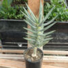Aloe dichotoma (Quiver Tree) plant, organic - Image 3