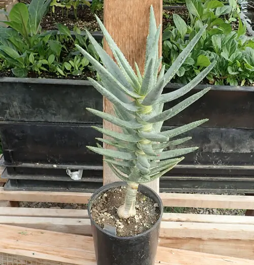 Aloe dichotoma (Quiver Tree) plant, organic - Image 3