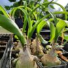 Pregnant Onion (Ornithogalum longibracteatum) potted plant, organic - Image 2