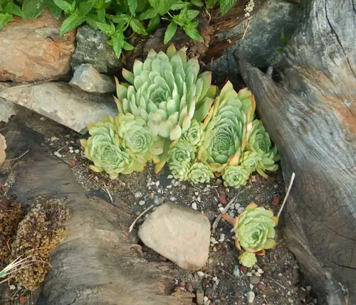Hen and Chicks (Sempervivum tectorum) potted plant, organic - Image 4