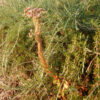 Hen and Chicks (Sempervivum tectorum) potted plant, organic - Image 5
