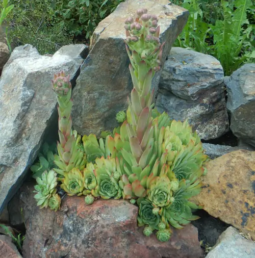 Hen and Chicks (Sempervivum tectorum) potted plant, organic - Image 6