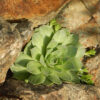 Hen-and-Chicks (Sempervivum tectorum), packet of 100 seeds, organic - Image 7