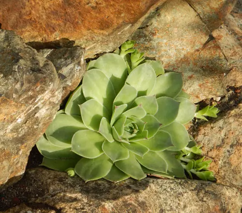 Hen and Chicks (Sempervivum tectorum) potted plant, organic - Image 2