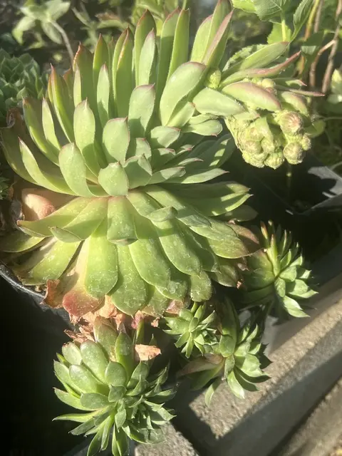Hen and Chicks (Sempervivum tectorum) potted plant, organic